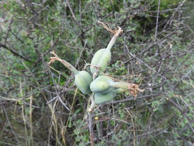 Agave brunnea, photographed by Leticia Jiménez Hernández