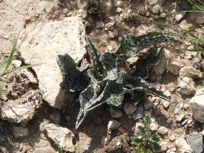 Agave brunnea, photographed by Leticia Jiménez Hernández