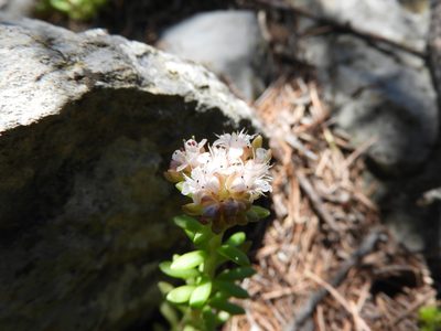 Sedum wrightii, photographed by Leticia Jiménez Hernández