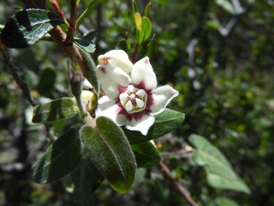 Funastrum torreyi, photographed by Leticia Jiménez Hernández