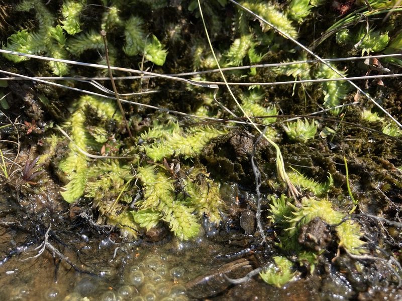 Pseudolycopodiella sarcocaulon, photographed by katuchka