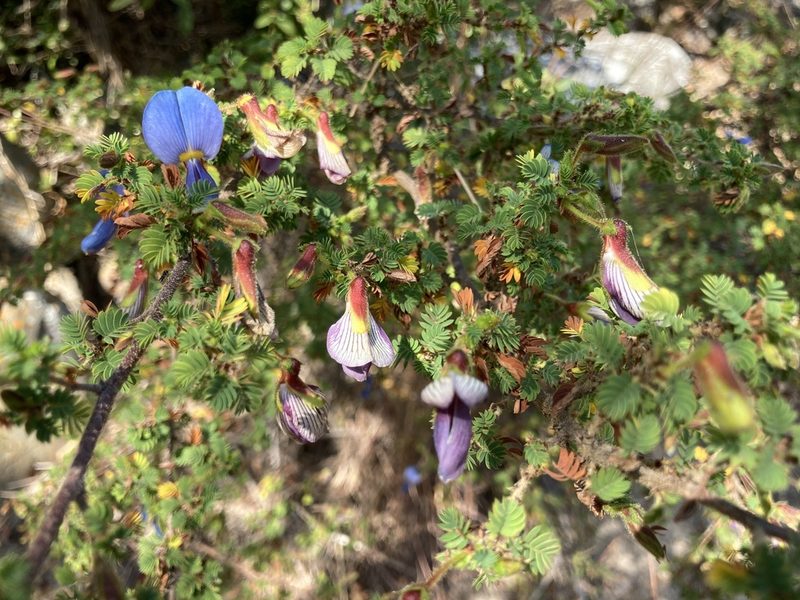 Kotschya parvifolia, photographed by katuchka