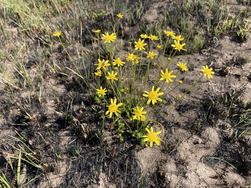 Euryops laxus, photographed by katuchka