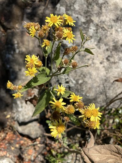 Anisopappus junodii, photographed by katuchka