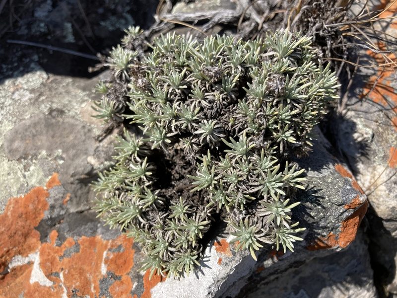 Helichrysum galpinii, photographed by katuchka