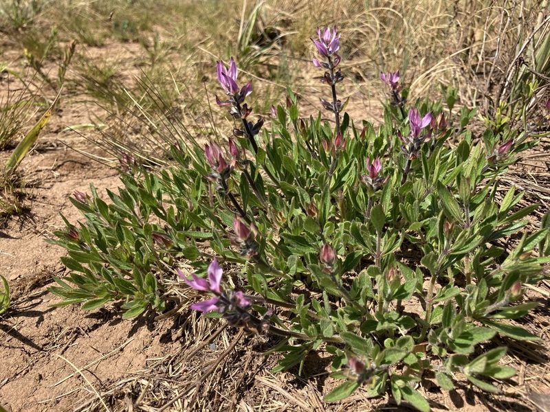Syncolostemon muddii, photographed by katuchka
