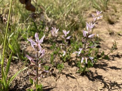 Syncolostemon muddii, photographed by katuchka