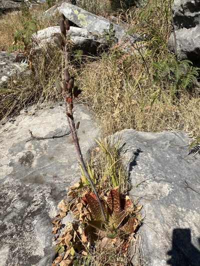 Aloe affinis, photographed by katuchka