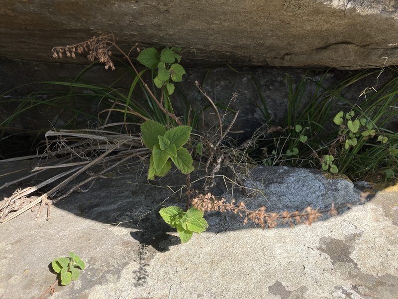 Plectranthus rubropunctatus, photographed by katuchka
