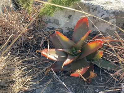 Aloe affinis, photographed by katuchka