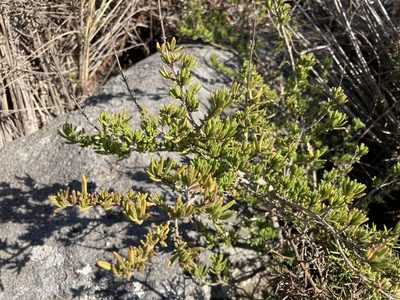 Syncolostemon albiflorus, photographed by katuchka