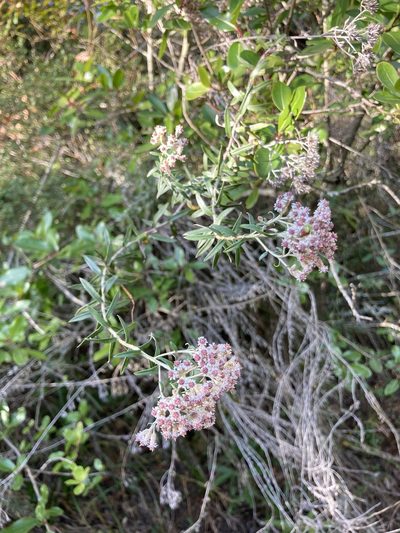 Tenrhynea phylicifolia, photographed by katuchka