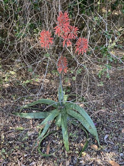 Aloe greatheadii, photographed by katuchka