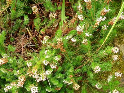 Erica vagans, photographed by Susan Marley