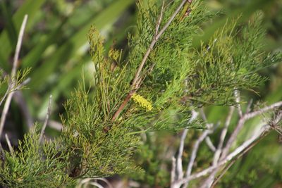 Notobubon ferulaceum, photographed by Tony Rebelo