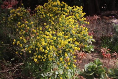 Euryops virgineus, photographed by Tony Rebelo