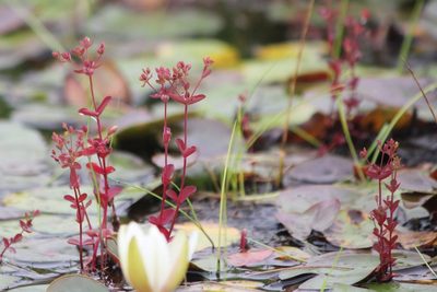 Hypericum boreale, photographed by Quinten Wiegersma