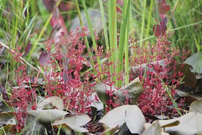 Hypericum boreale, photographed by Quinten Wiegersma