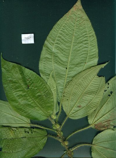 Miconia crenulata, photographed by Eduardo Chacón Madrigal