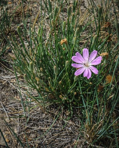 Lygodesmia grandiflora, photographed by carolannie1949