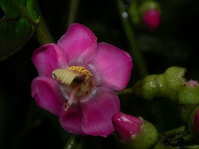 Blakea maurofernandeziana, photographed by Eduardo Chacón Madrigal