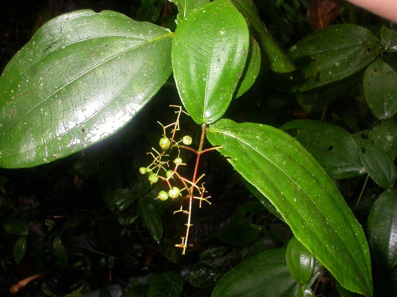Miconia dissitiflora, photographed by Eduardo Chacón Madrigal