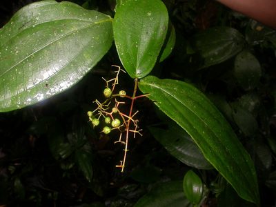 Miconia dissitiflora, photographed by Eduardo Chacón Madrigal