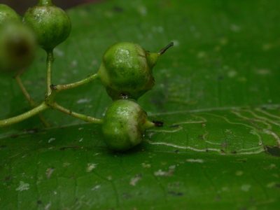 Miconia dissitiflora, photographed by Eduardo Chacón Madrigal