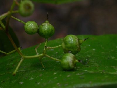 Miconia dissitiflora, photographed by Eduardo Chacón Madrigal