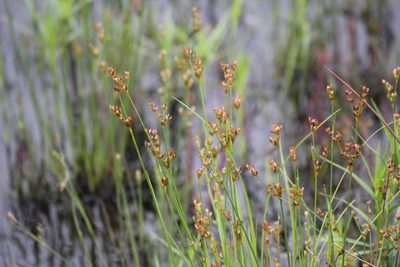 Juncus tweedyi, photographed by Quinten Wiegersma
