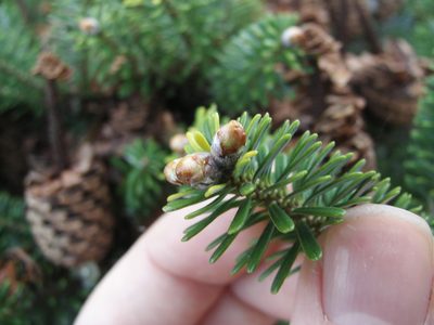 Abies koreana, photographed by portioid