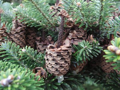 Abies koreana, photographed by portioid