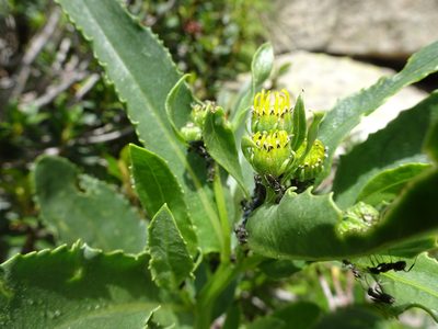 Senecio pyrenaicus, photographed by Thomas Koffel