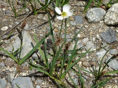 Ranunculus pyrenaeus, photographed by Thomas Koffel
