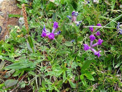 Oxytropis halleri, photographed by Thomas Koffel
