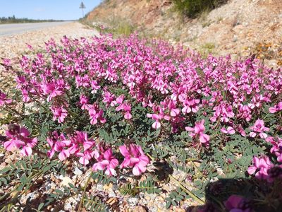 Indigofera humifusa, photographed by Brian du Preez