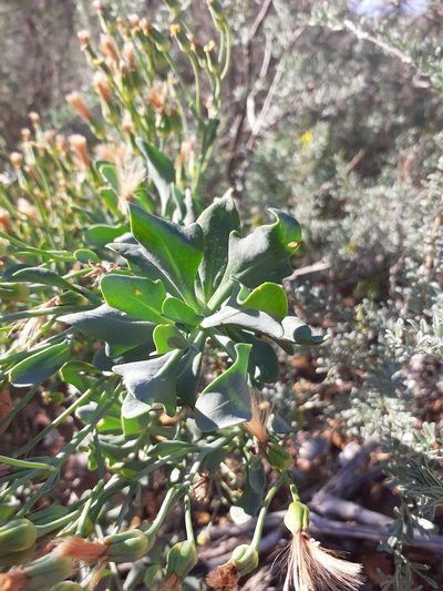 Othonna quercifolia, photographed by Brian du Preez