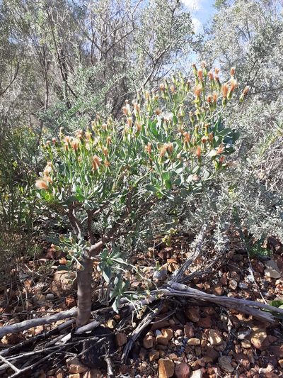 Othonna quercifolia, photographed by Brian du Preez