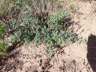 Indigofera amoena, photographed by Brian du Preez