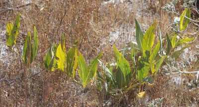 Asclepias vestita, photographed by Pinnacles National Park