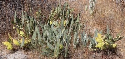 Asclepias vestita, photographed by Pinnacles National Park