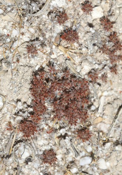 Chorizanthe uniaristata, photographed by Pinnacles National Park