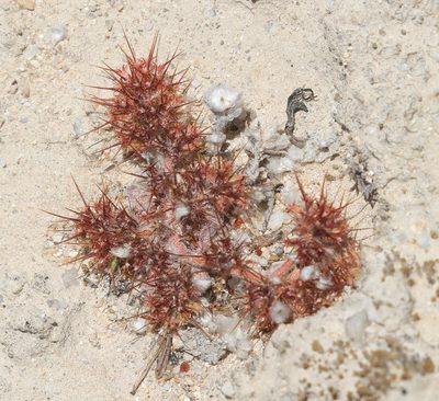 Chorizanthe uniaristata, photographed by Pinnacles National Park