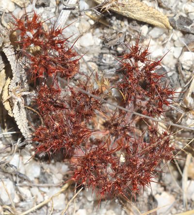 Chorizanthe uniaristata, photographed by Pinnacles National Park