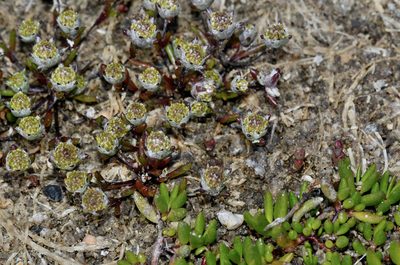 Angianthus preissianus, photographed by James (Jim) Duggan