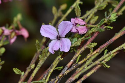 Tetratheca labillardierei, photographed by James (Jim) Duggan