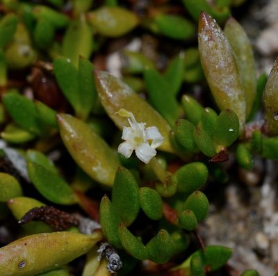 Wilsonia backhousei, photographed by James (Jim) Duggan
