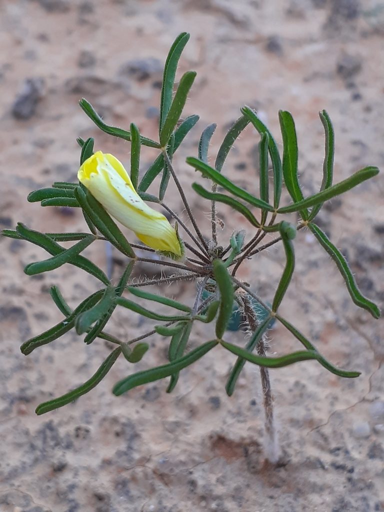 Oxalis pillansiana, photographed by Brian du Preez