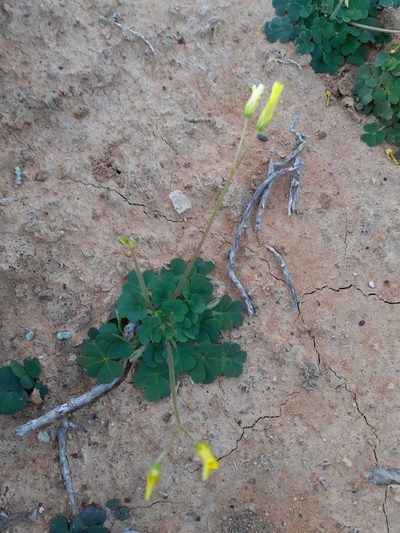 Oxalis compressa, photographed by Brian du Preez
