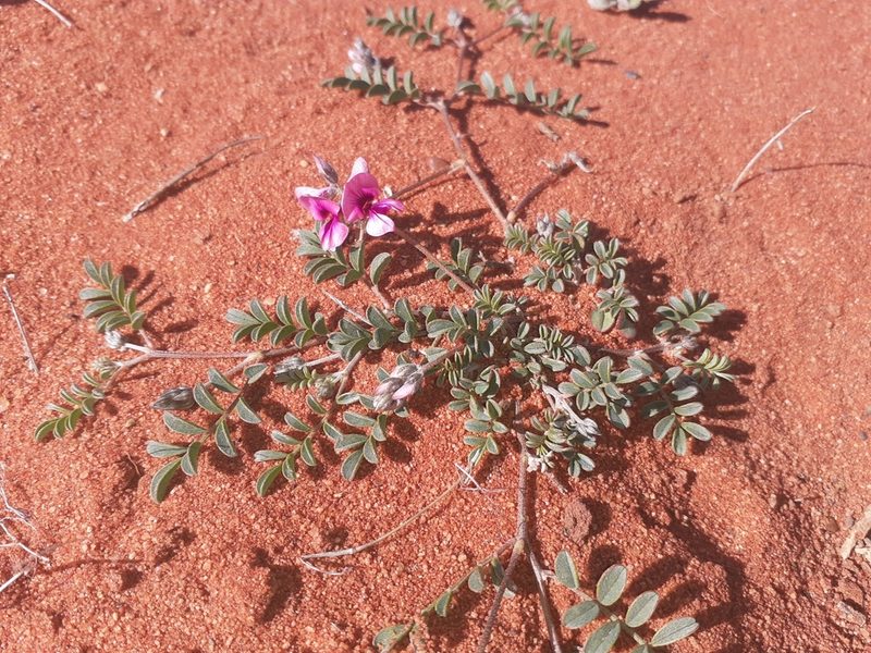 Indigofera exigua, photographed by Brian du Preez